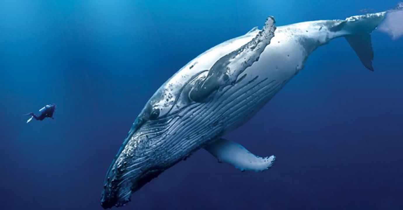 ballena azul