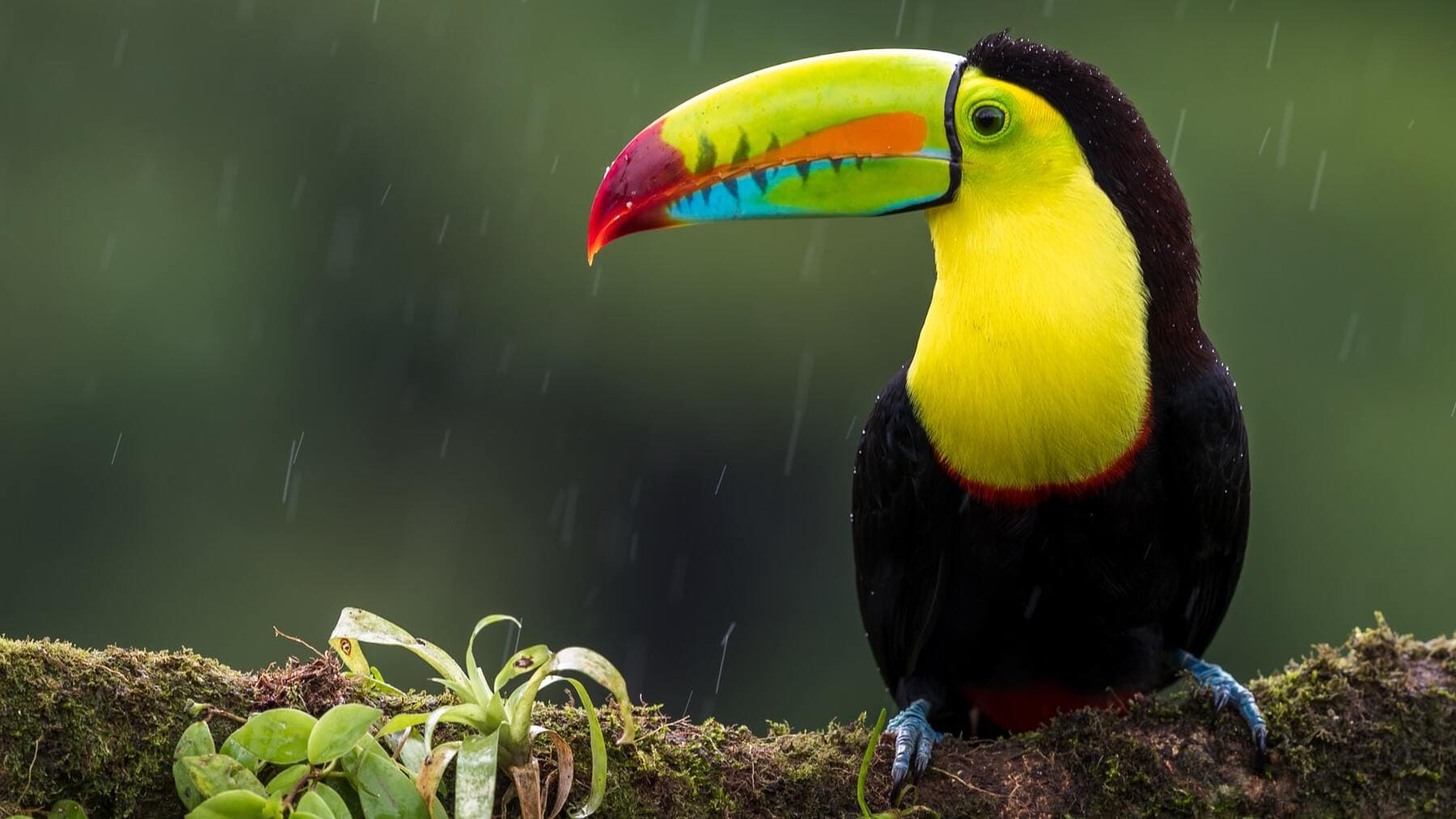 tucan