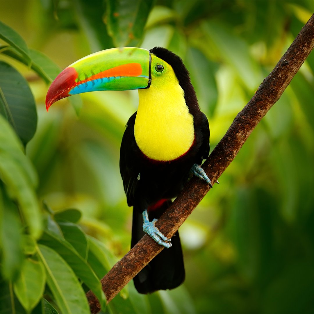 tucan